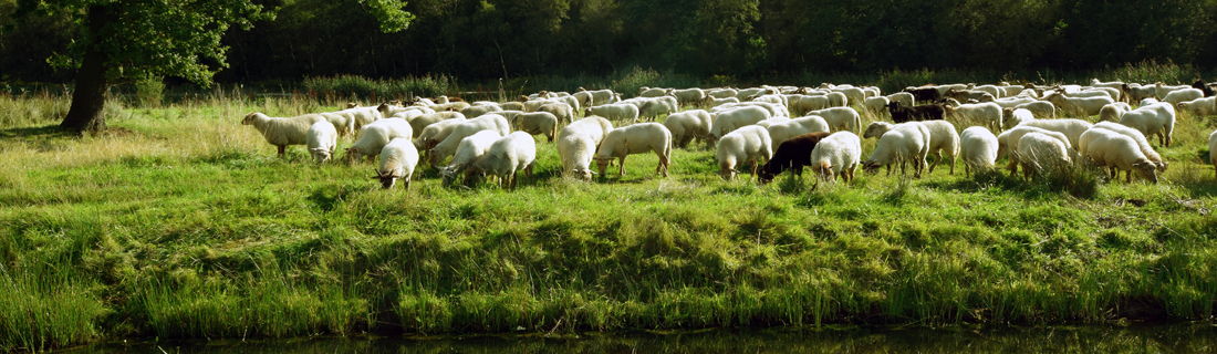 Drentse schapen Mark Rademaker Fotografie Assen